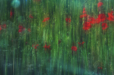 Full frame shot of red swimming in lake