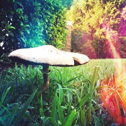 Close-up of mushroom growing on grassy field