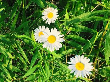 Close-up of white daisies blooming in field