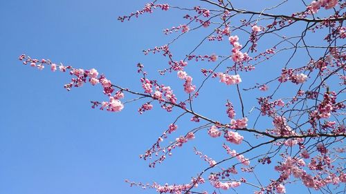 Low angle view of pink flowers blooming on tree