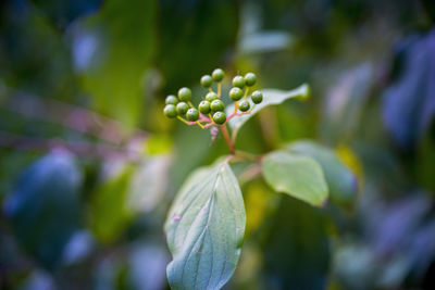 Close-up of flowering plant