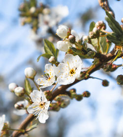 Close-up of cherry blossoms in spring