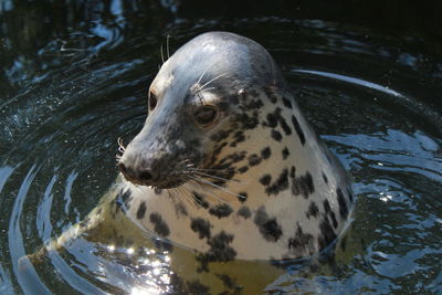 Close-up of spotted seal swimming in sea