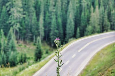 Road amidst trees in forest