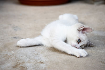 Close-up of a cat resting