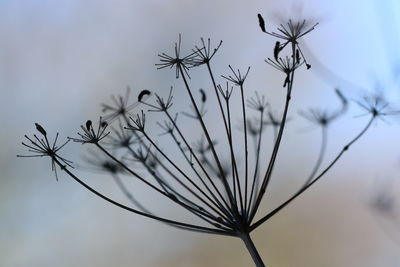 Close-up of dried plant against sky