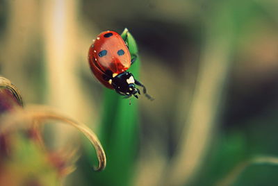 The way of the ladybug