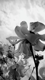 Close-up of flowers against sky