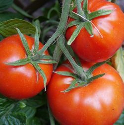 Close-up of tomatoes