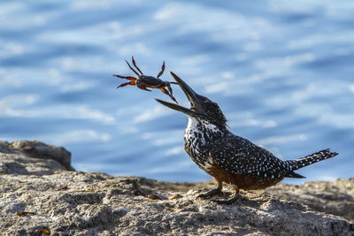 Close-up of bird perching on rock