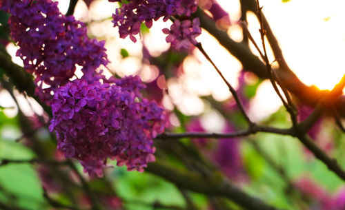 Close-up of purple flowers