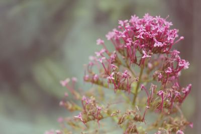 Close-up of pink flowers blooming outdoors