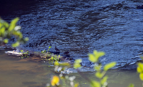 Close-up of water in river