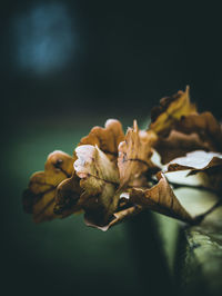 Close-up of wilted plant at dusk