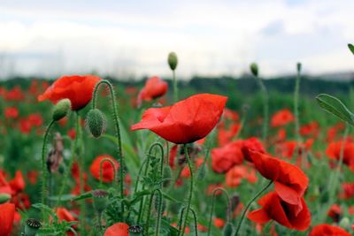 Close-up of red poppy blooming on field against sky