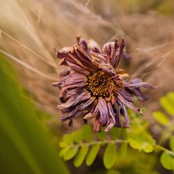 Close-up of wilted dried purple flower. fine art flower photography.