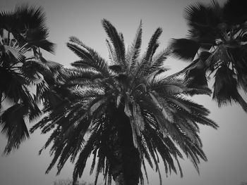 Low angle view of palm trees