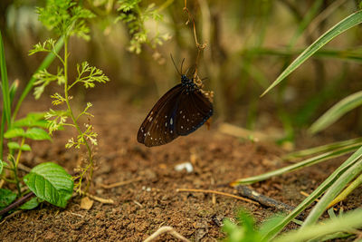 Butterfly on plant