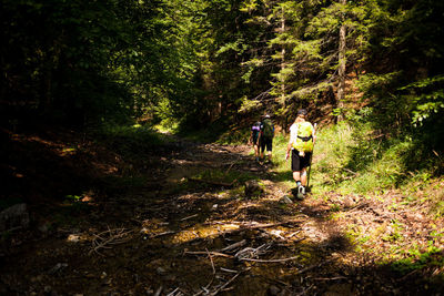 People walking on road amidst trees in forest