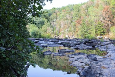 Scenic view of river amidst trees in forest