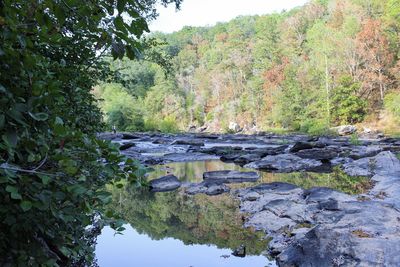 Scenic view of river amidst trees in forest