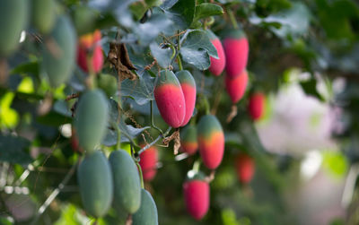 Close-up of berries growing on tree