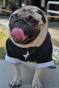 Close-up of a dog looking away