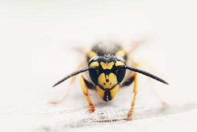 Close-up of insect on white background