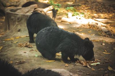 View of a dog on field