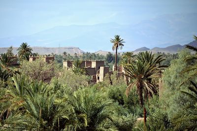 Scenic view of palm trees and plants against sky