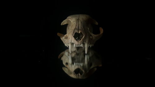 Close-up of animal skull against black background