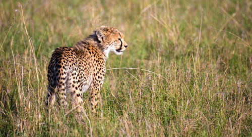 View of a cat on grass