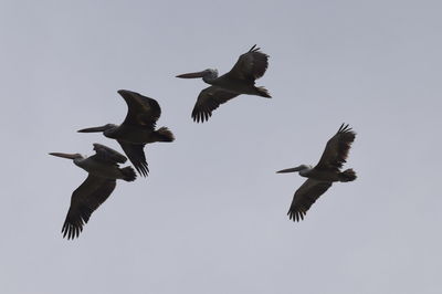 Low angle view of birds flying against sky