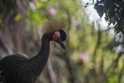Crowned crane against blurred background