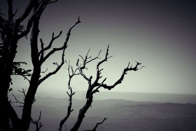 Silhouette bare tree against clear sky