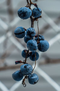 Close-up of grapes