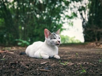 Cat looking away in a field