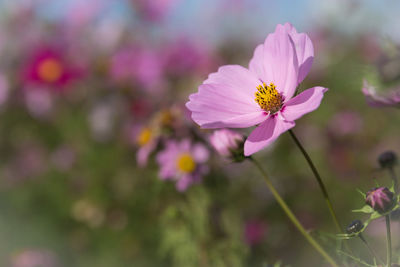 Close-up of pink cosmos flower blooming outdoors