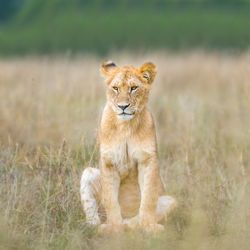 Cat in a field