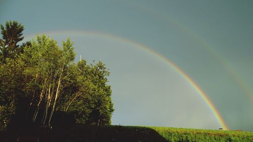 Rainbow over trees against sky