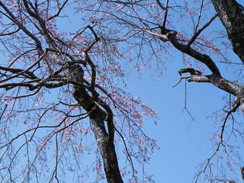 Low angle view of flowering tree against clear sky