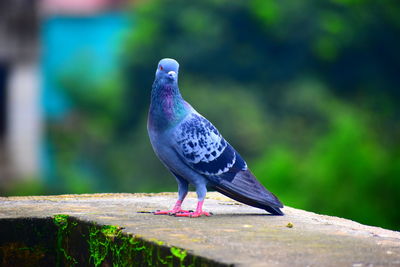 Close-up of pigeon perching on retaining wall