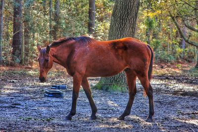 Horse standing in forest