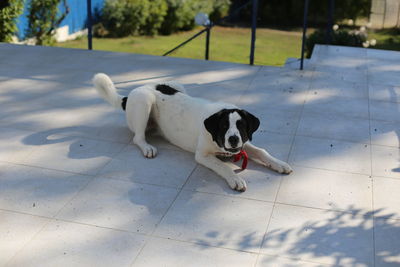 Portrait of dog relaxing on tiled floor