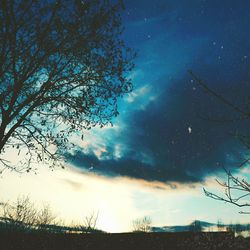 Low angle view of trees against sky at night