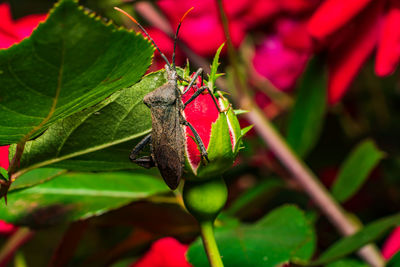 Close-up of insect on flower