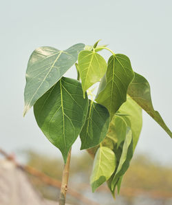 Close-up of leaves on plant against clear sky