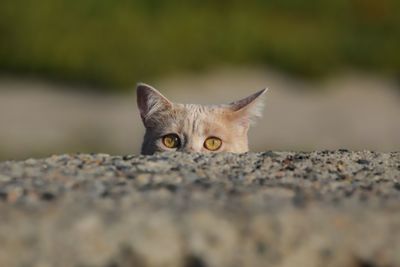 Cat peaking over a wall