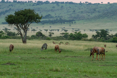 Herd of topi antelope and zebra grazing in a field in the masai mara in kenya. 