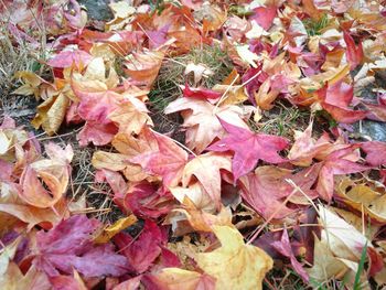 Full frame shot of maple leaves